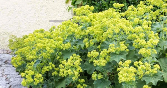 75 Ladys Mantle Irish Silk Seeds