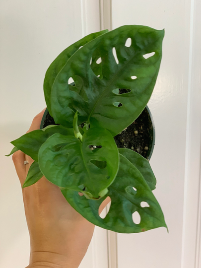 Monstera Adansonii
