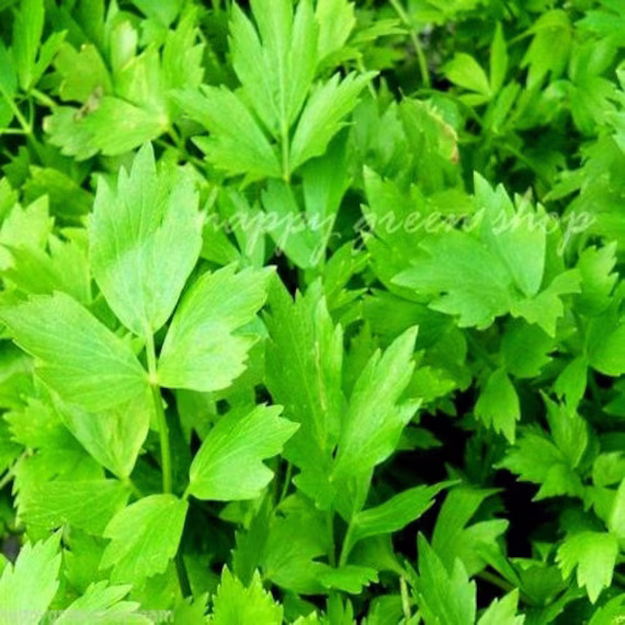 Herb Lovage - 500 Seeds Levisticum Officinale Home Growing Herbs All Year