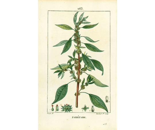 1814Eastern Pellitory-Of-The-Wall Antique Print Medicinal Plant Nature Botanical Botany Wall Art Framing Home Decor