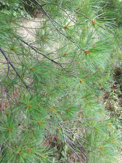 Wild Pine Needle Tea