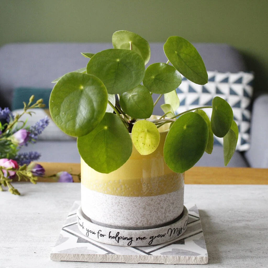 Hand Glazed Plant Pot & Saucer For Mum - Mam Birthday Gift Mummy Lover Planter Mom