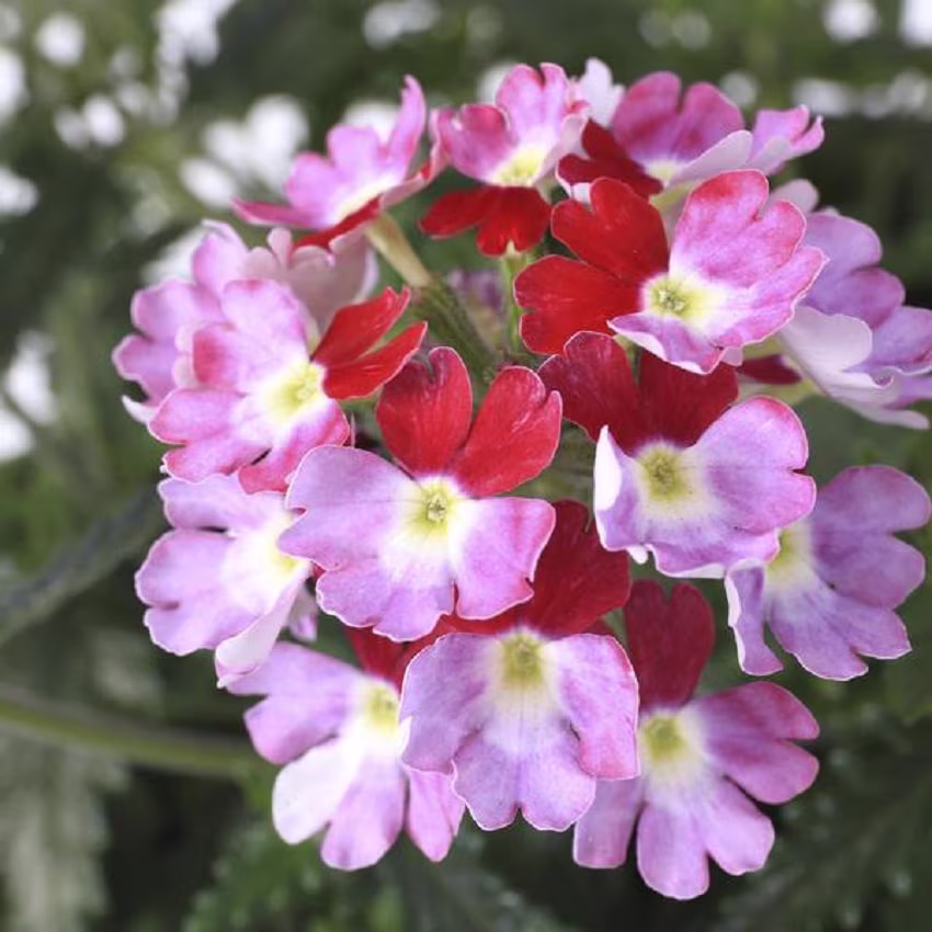 Bin#1R3D3 Verbena Seeds Obsession Twister Burgundy 50