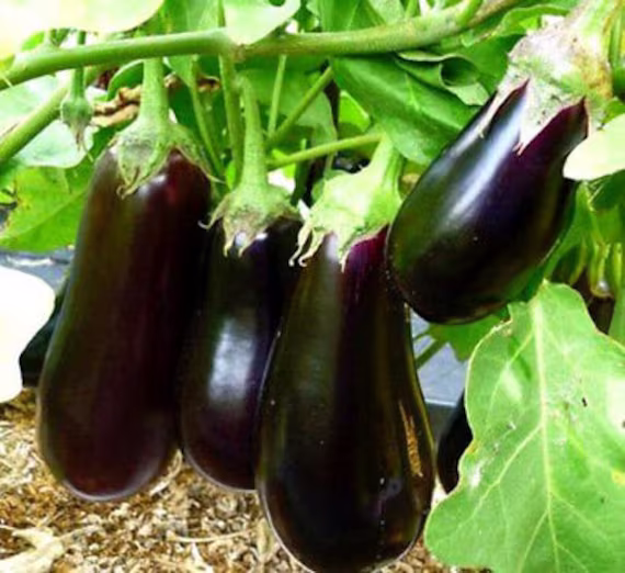 300 Seeds - Aubergine Eggplant Halflange Violette Solanum Melongena Dark Purple