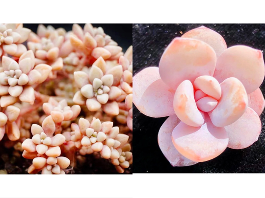 10 Seeds Graptoveria Mendozae X Echeveria Laui New Hybrid Hybrids Seed Rare Succulent Plant Flower Succulents Meaty Plants