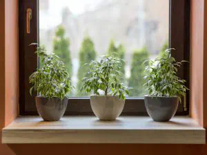 Is It Easy To Grow Your Own Herbs?