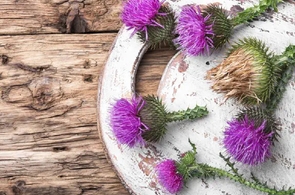 For Growers Who Fancy A Challenge - Milk Thistle