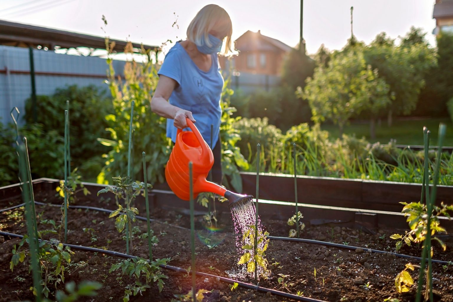 Tips For Growing Herbs