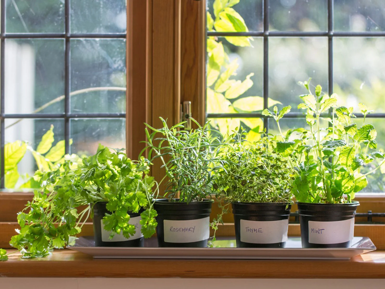 Make Your Own Indoor Herb Garden – Getting Started